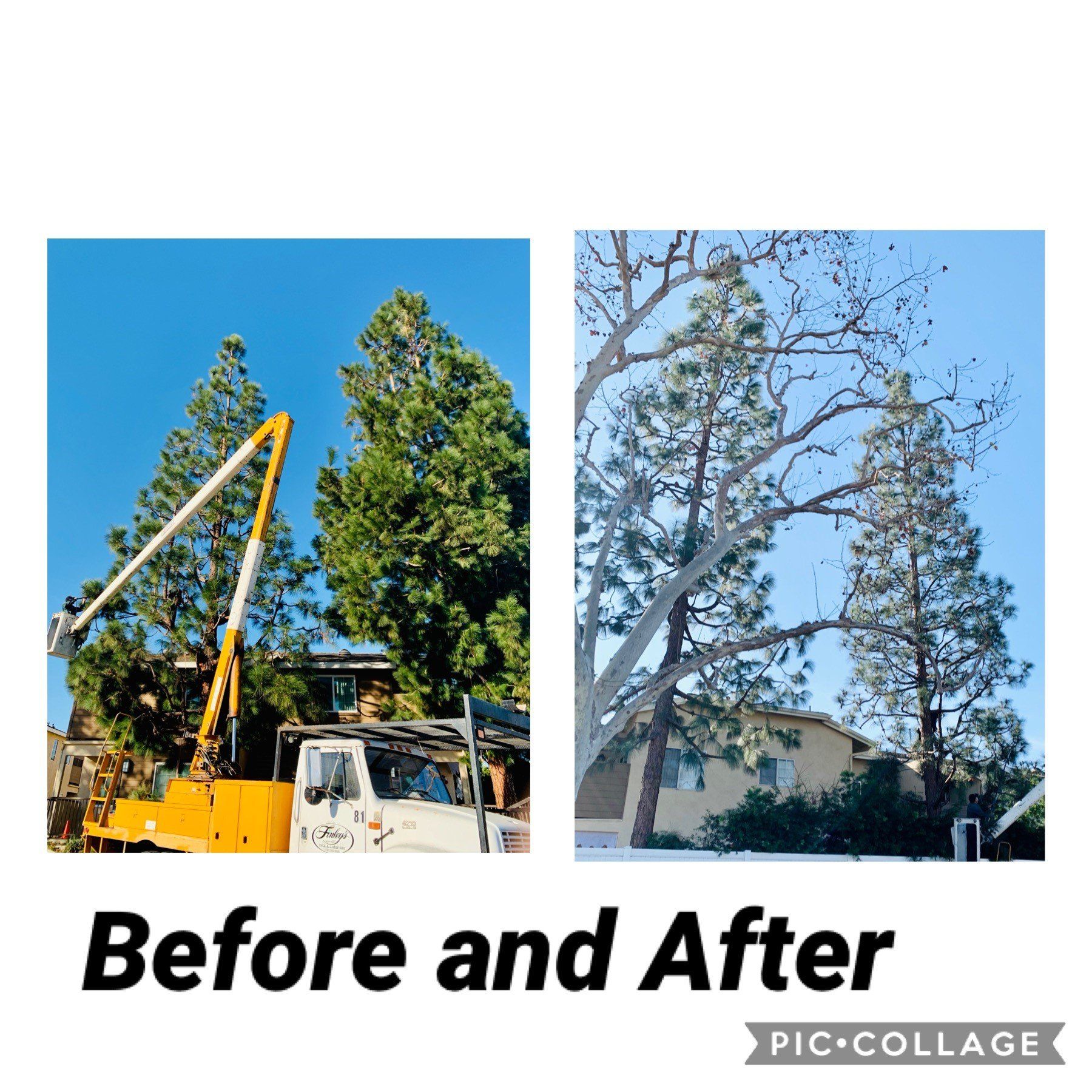 Tree Care and View Restoration