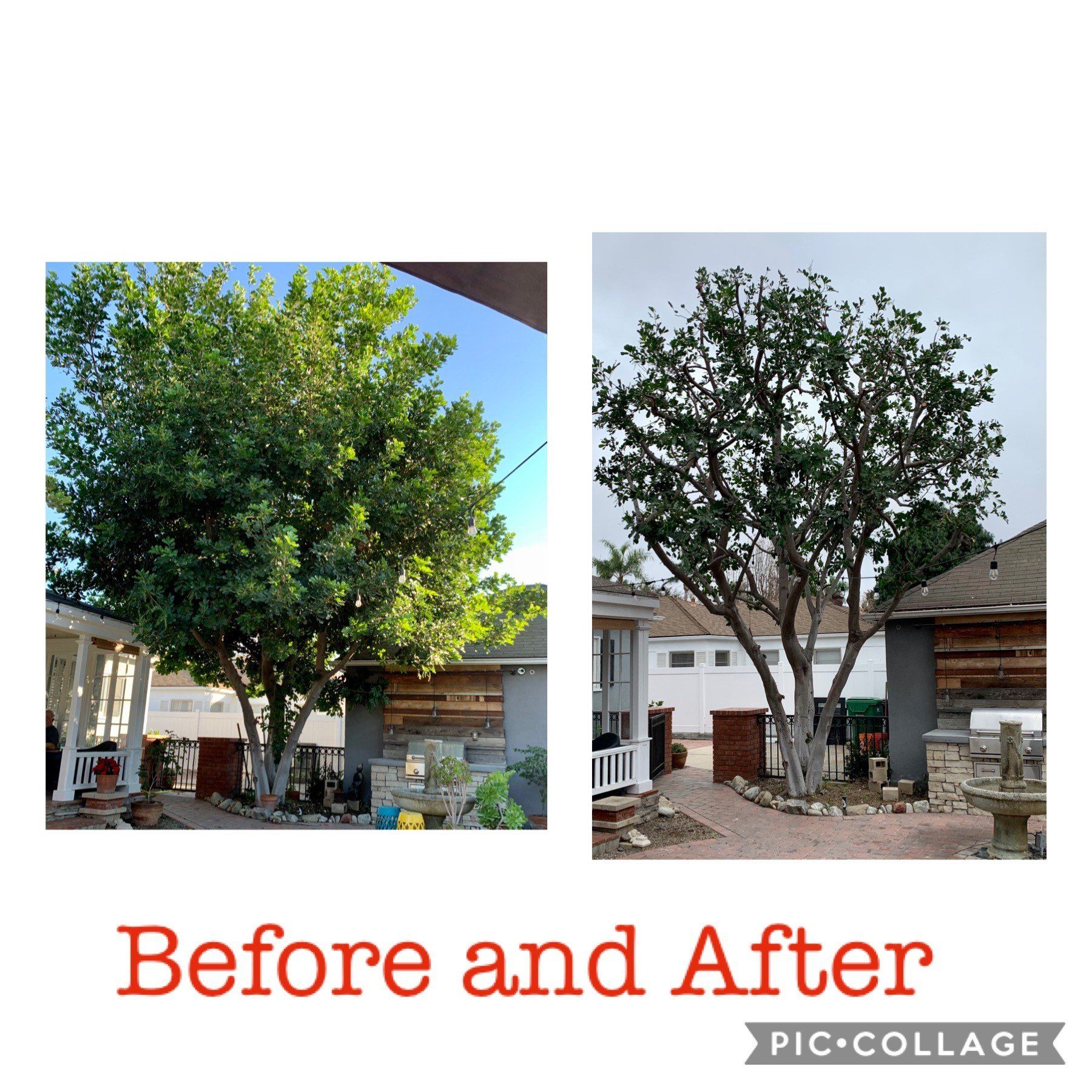 Tree Care and View Restoration