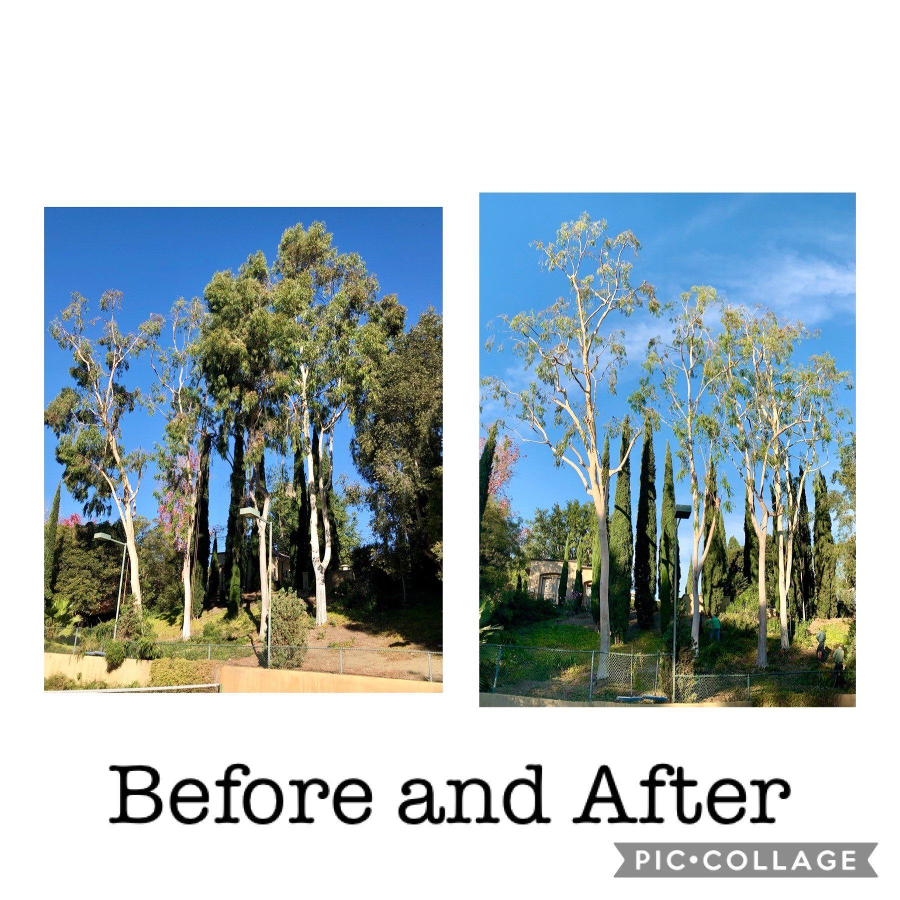 Tree Care and View Restoration