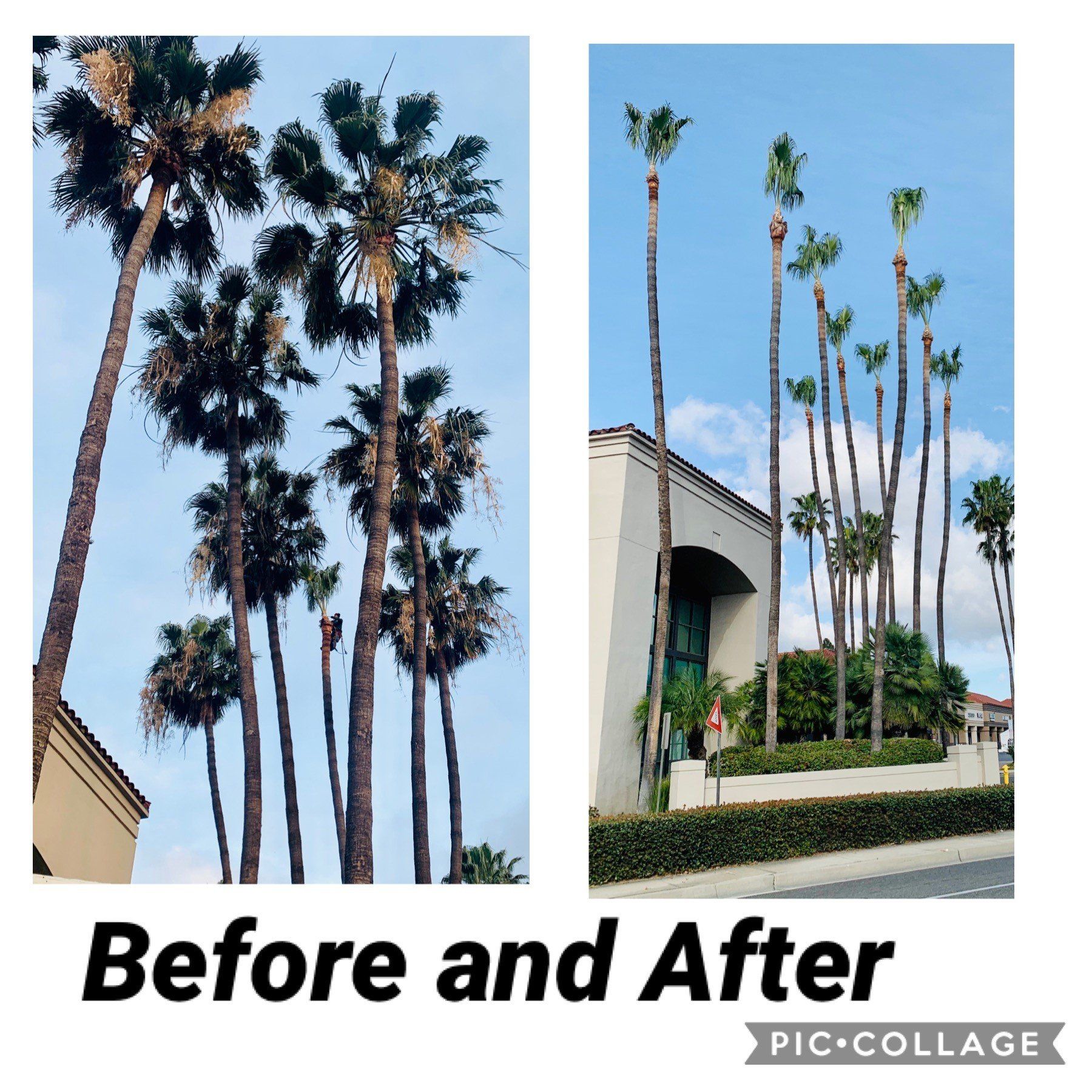Tree Care and View Restoration