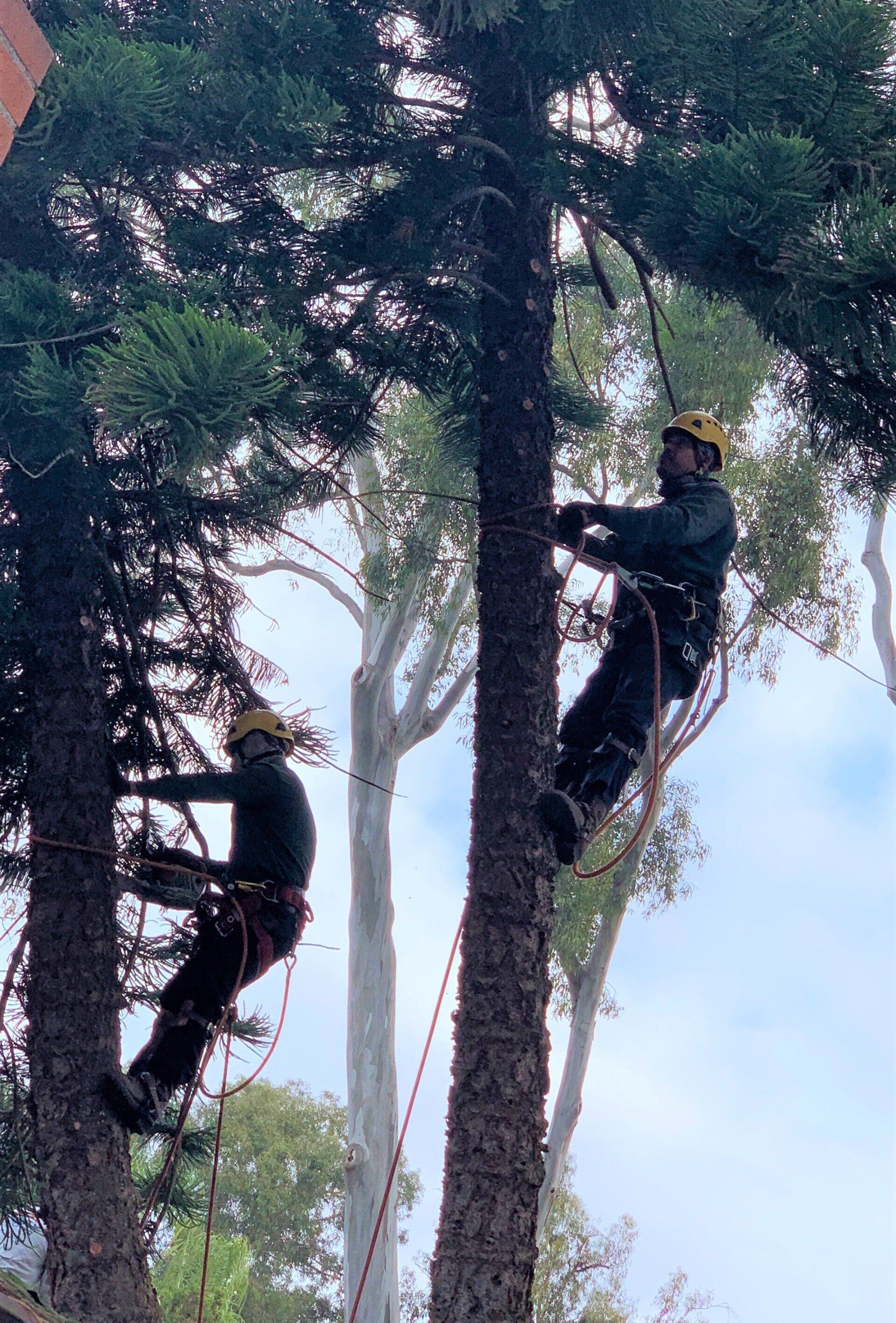 tree service