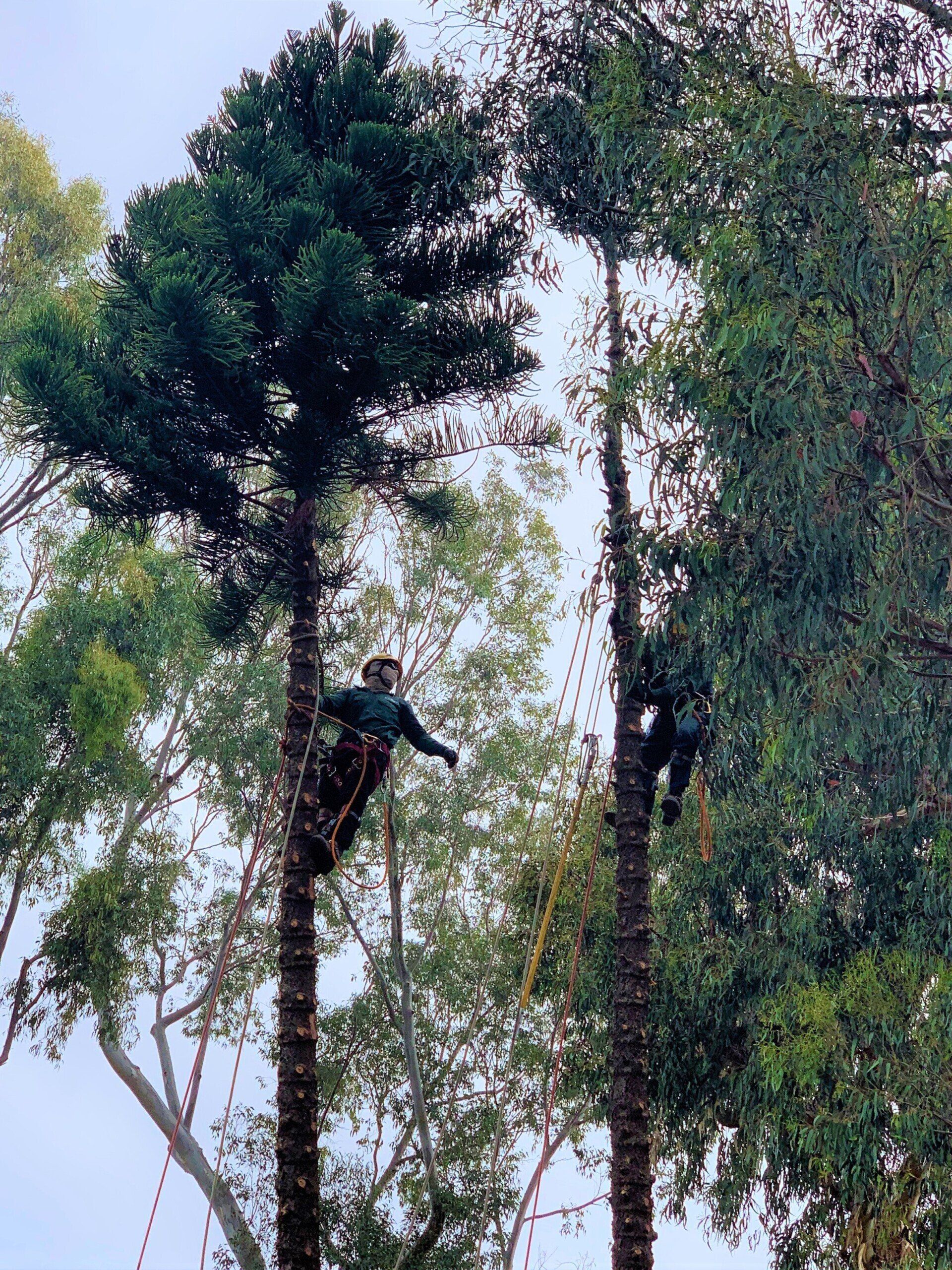 tree service