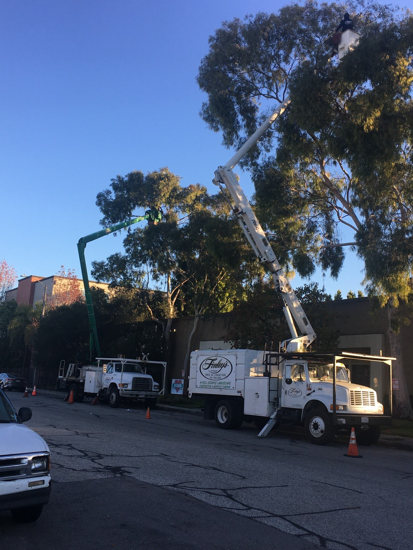 Tree Care and View Restoration