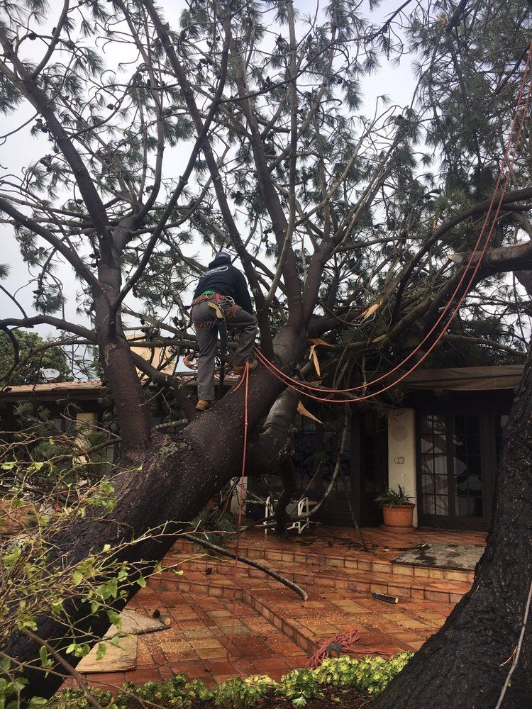 Tree Care and View Restoration