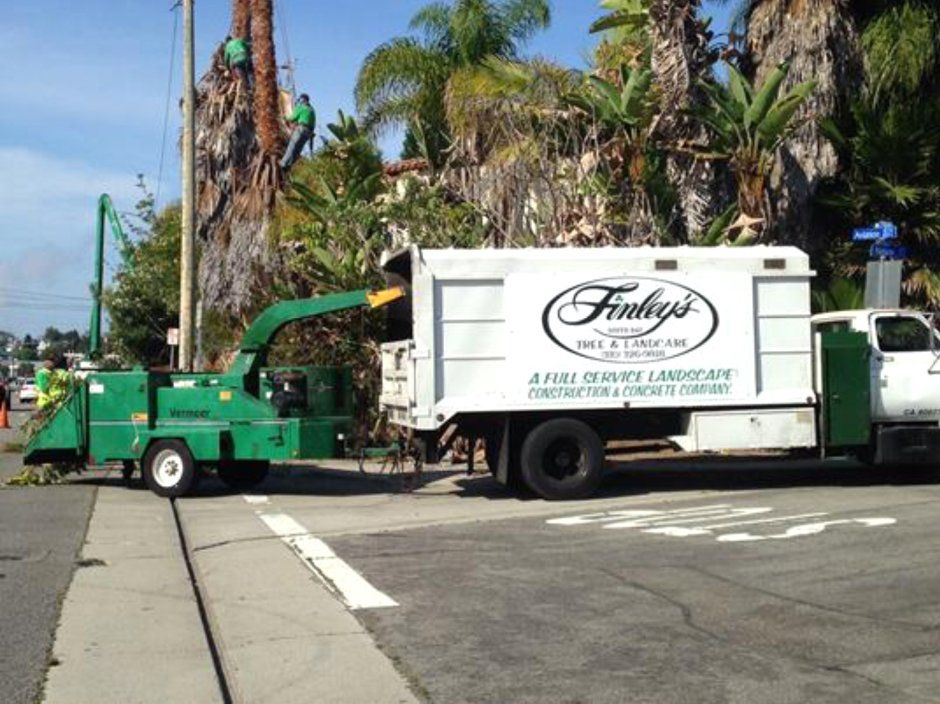 Tree Care and View Restoration