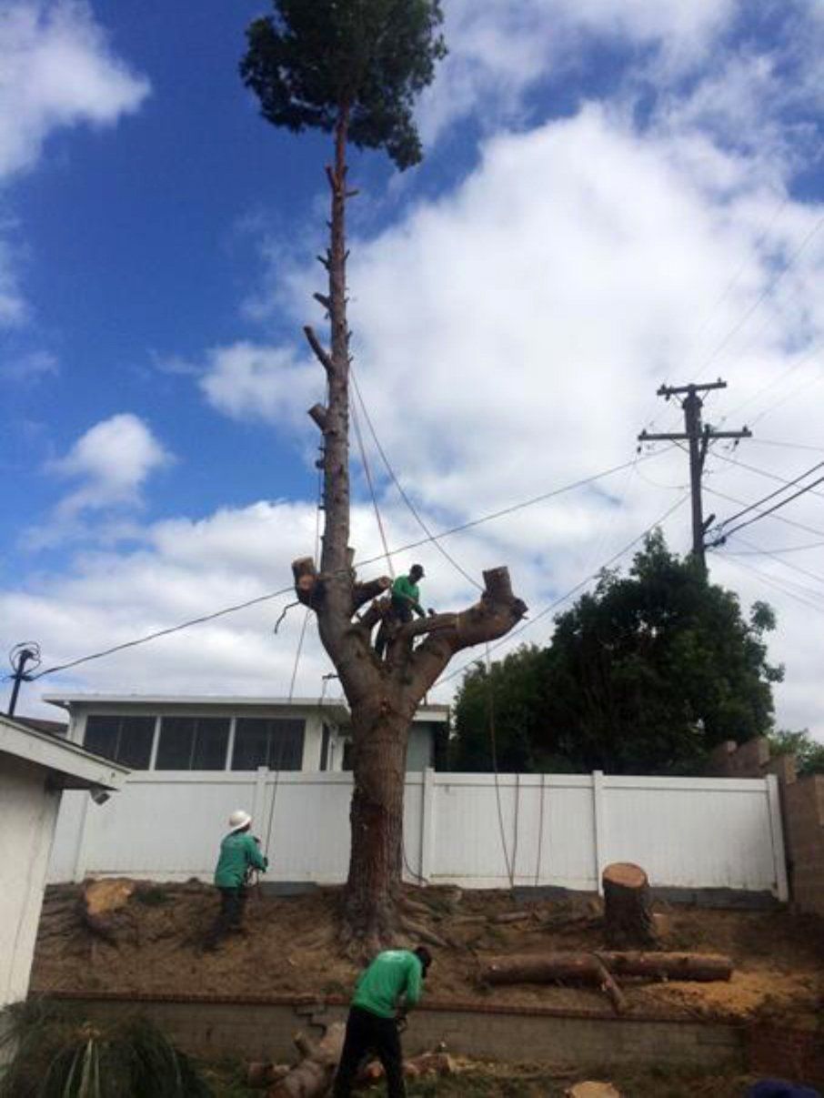 Tree Care and View Restoration