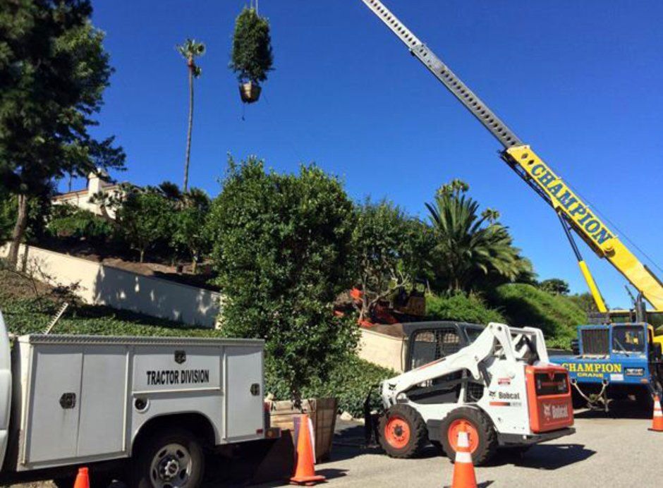 Tree Care and View Restoration