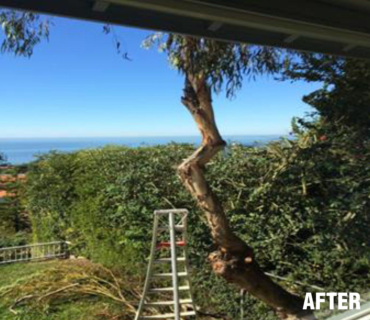 Tree Care and View Restoration