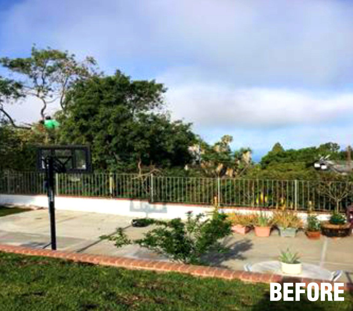 Tree Care and View Restoration