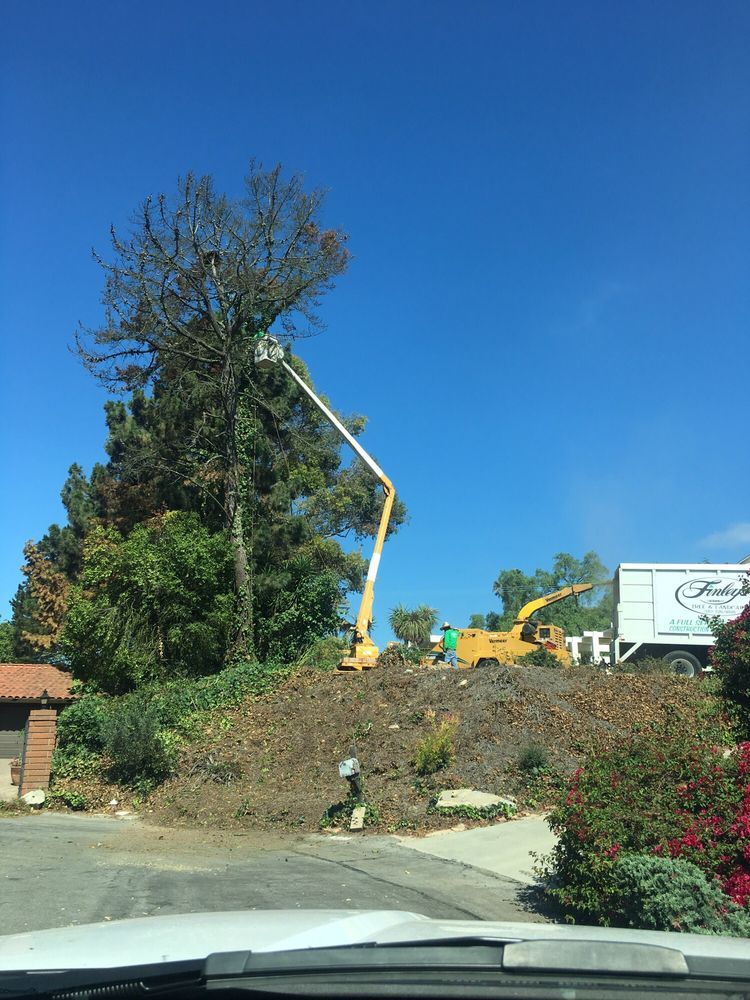 Tree Care and View Restoration