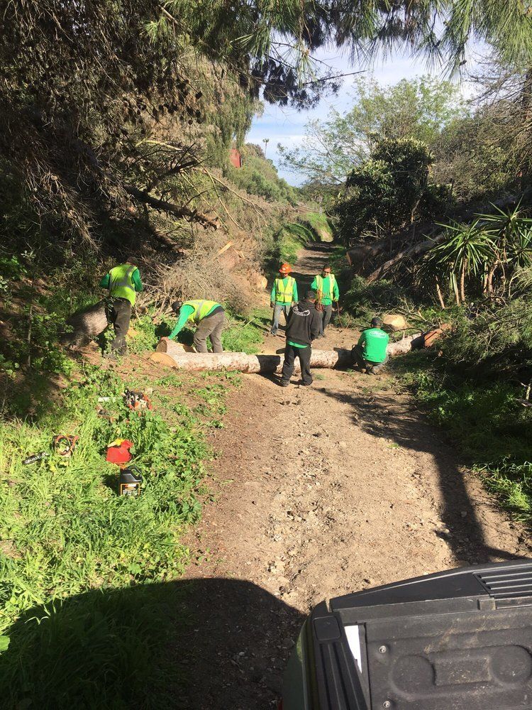 Tree Care and View Restoration