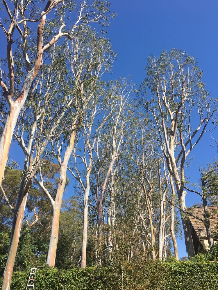 Tree Care and View Restoration