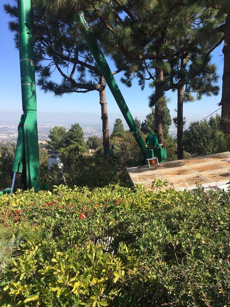 Tree Care and View Restoration