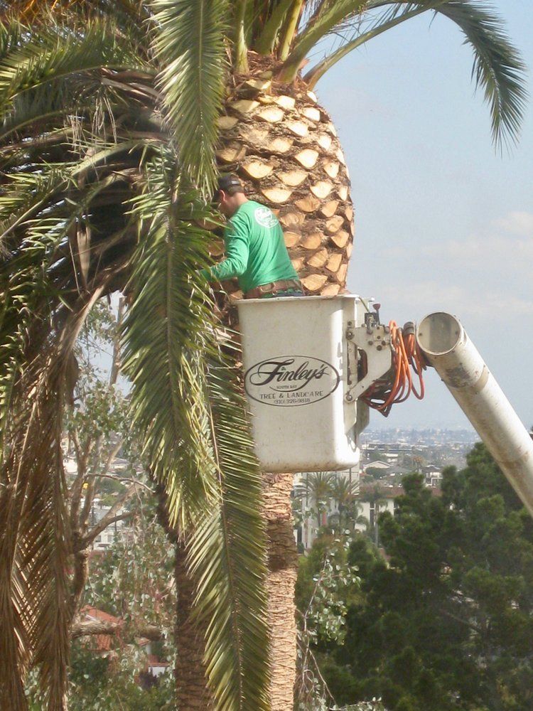 Tree Care and View Restoration