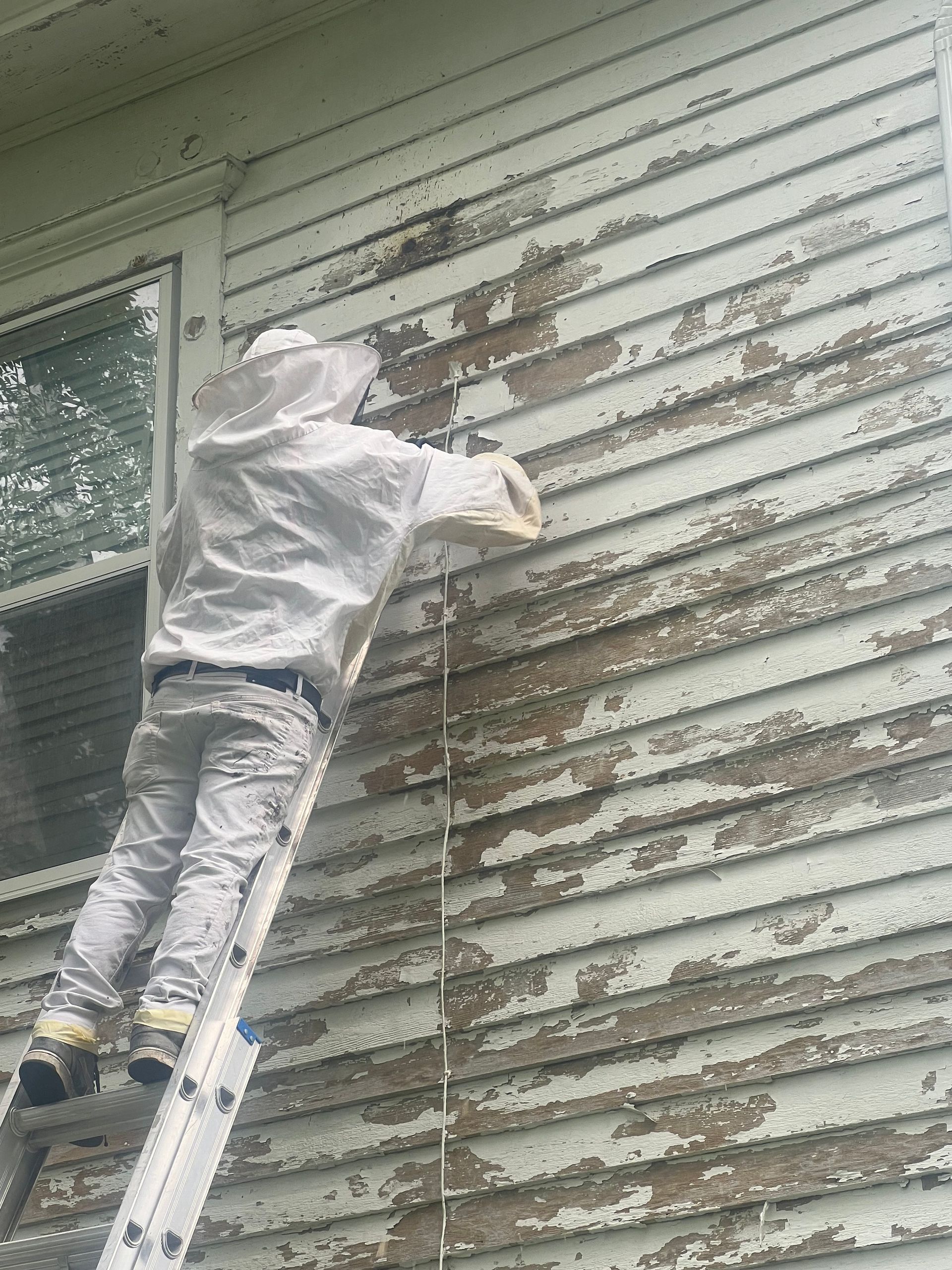 Person on a ladder, removing peeling paint from house siding.