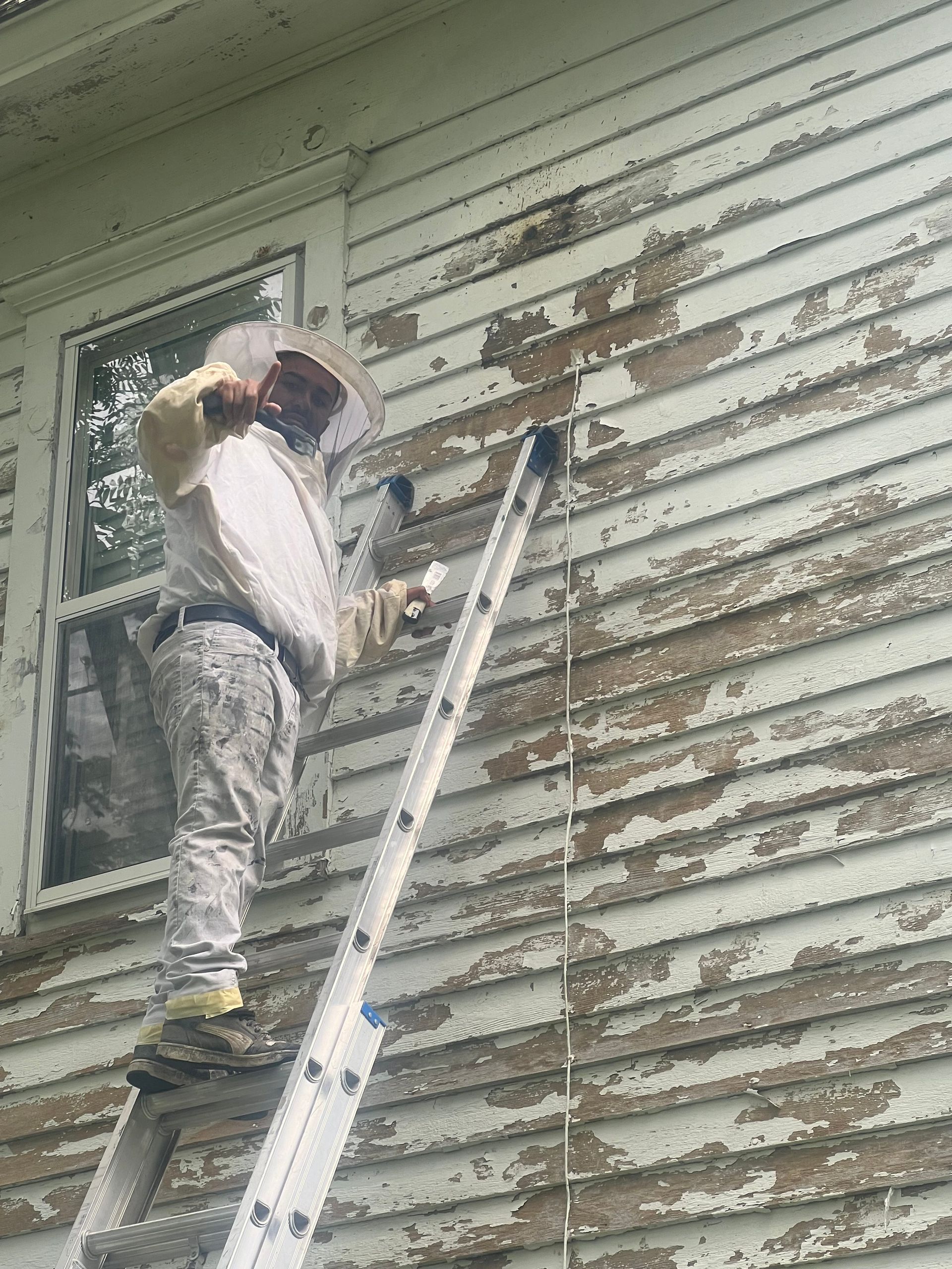 Person in protective bee suit on ladder, inspecting house siding.