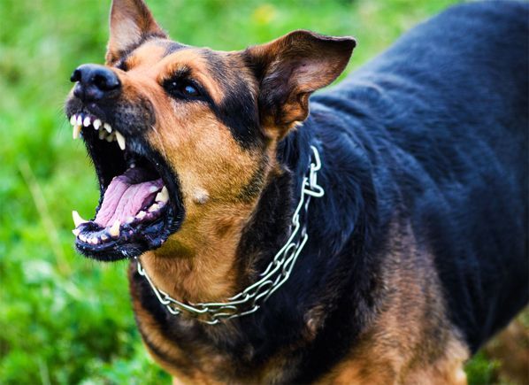 A very angry German Shepherd