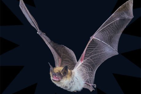 Bat