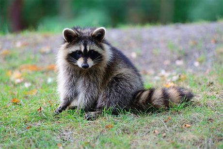 Raccoon