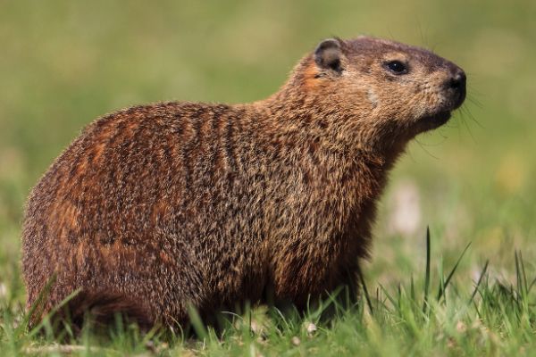 Groundhog