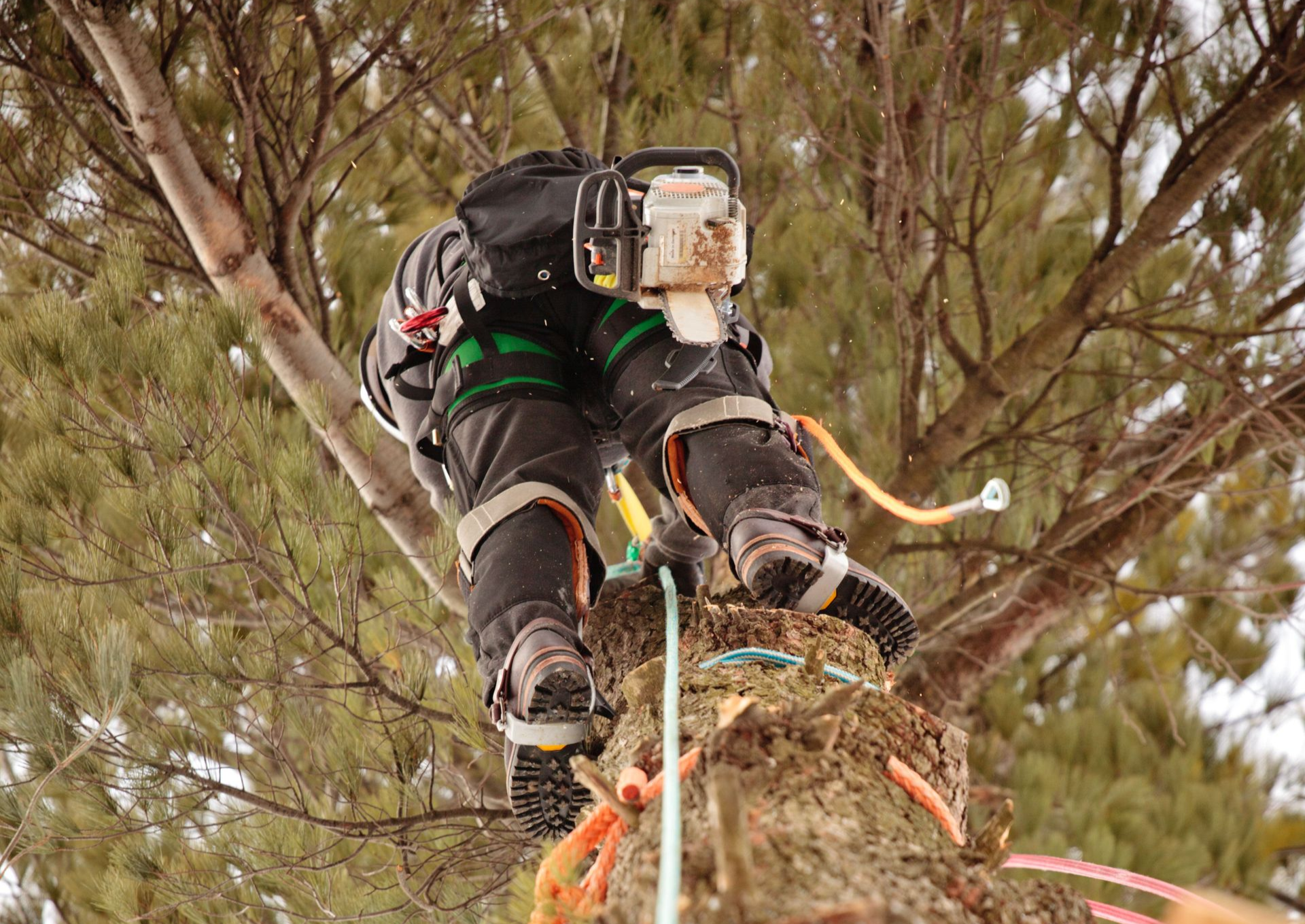 Person climbing a tree with ropes and safety gear, viewed from below among branches