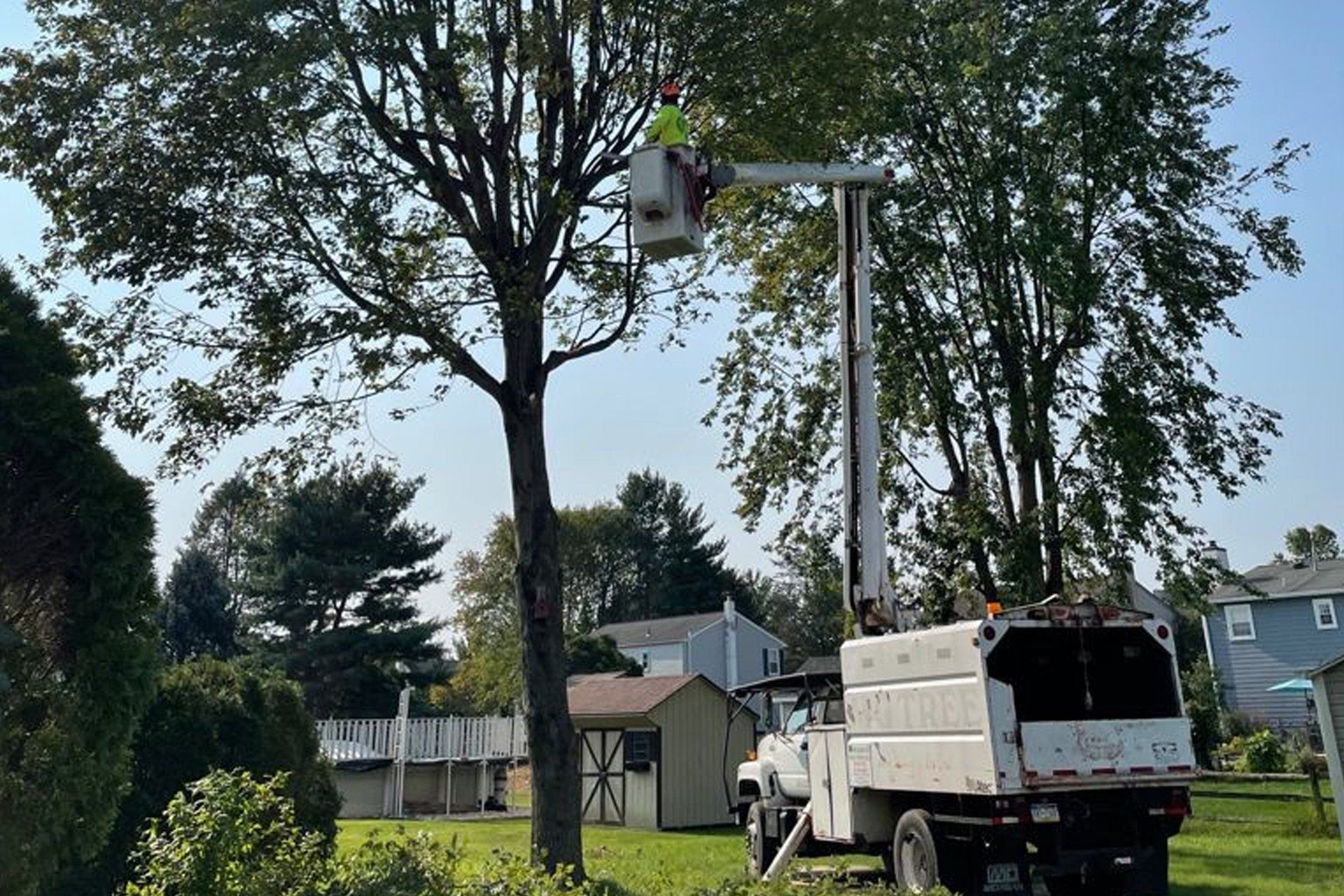 Tree Trimming