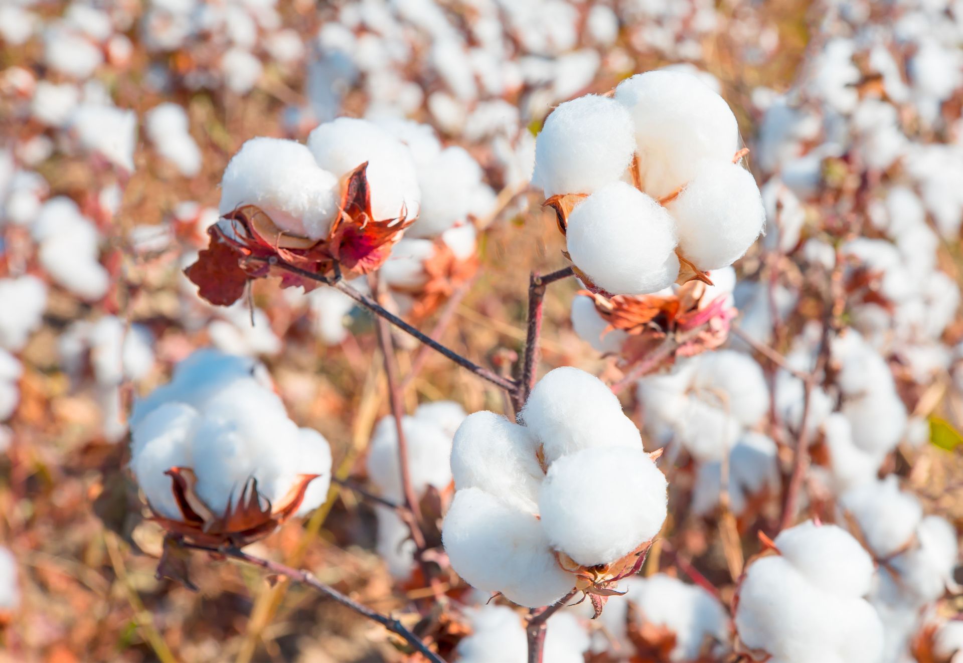 cotton flowers growing in a field