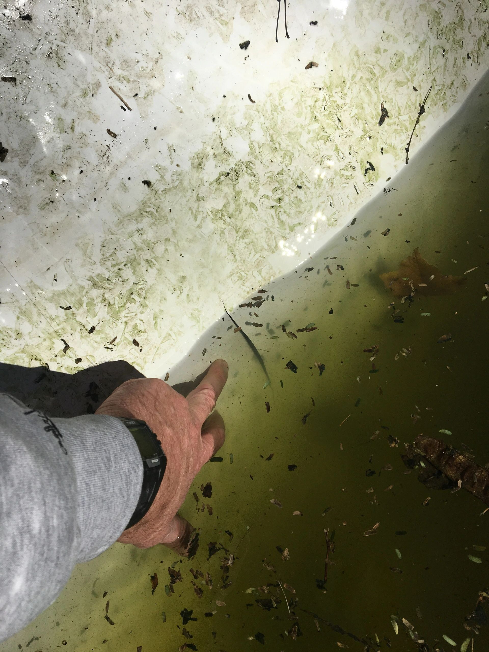 Swimming pool services