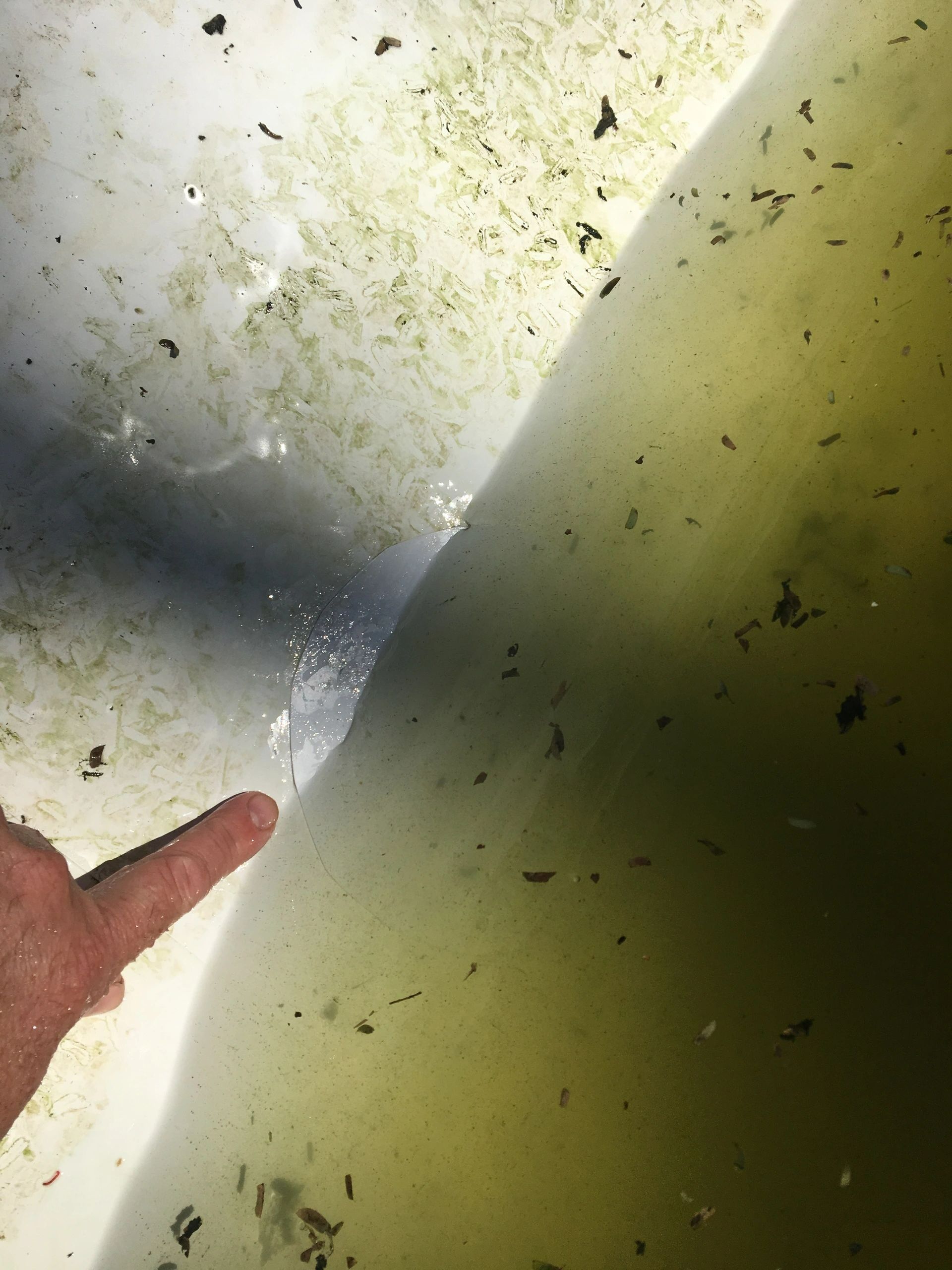 Swimming pool services