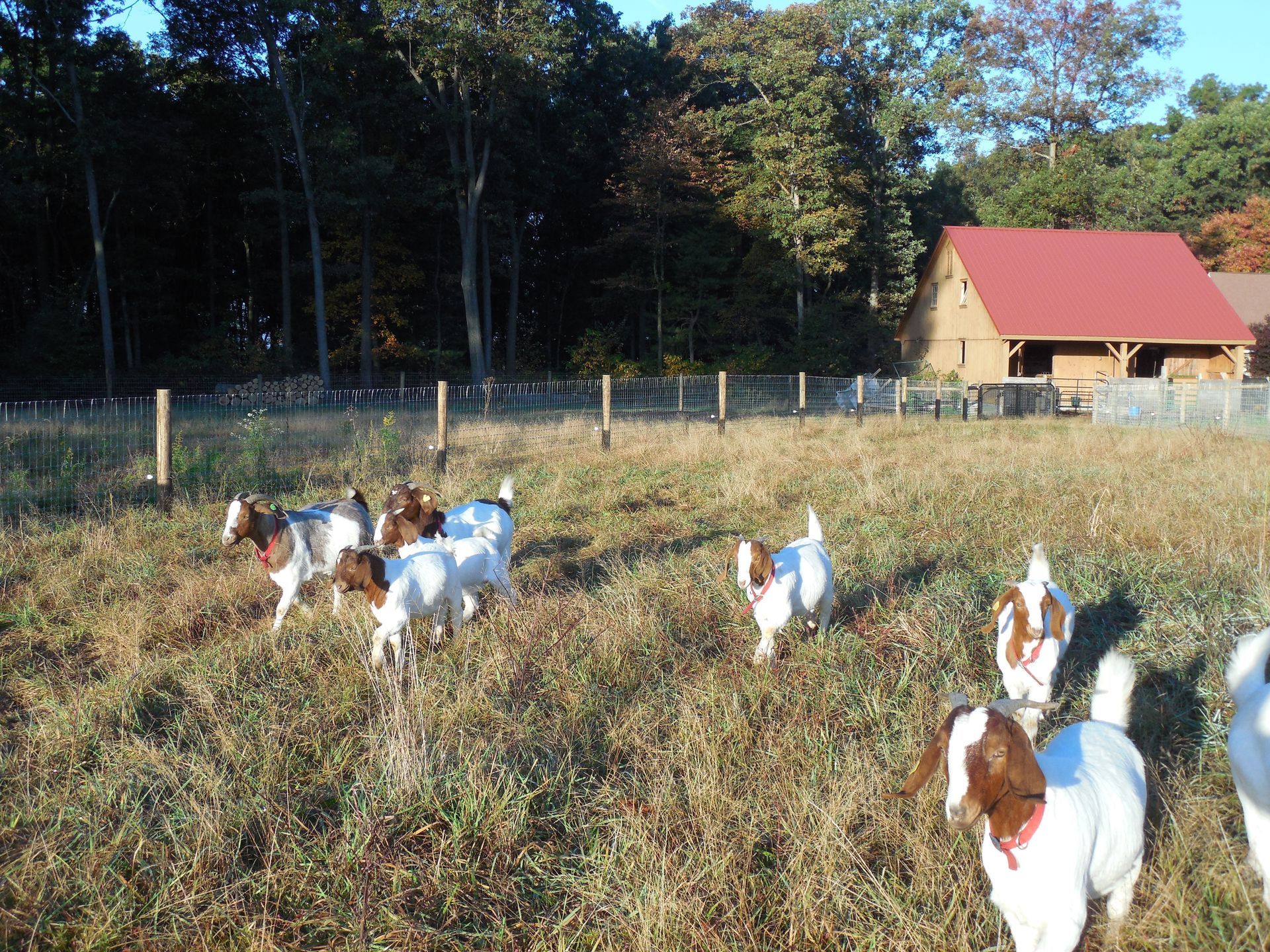 A herd of goats in a field with a barn in the background