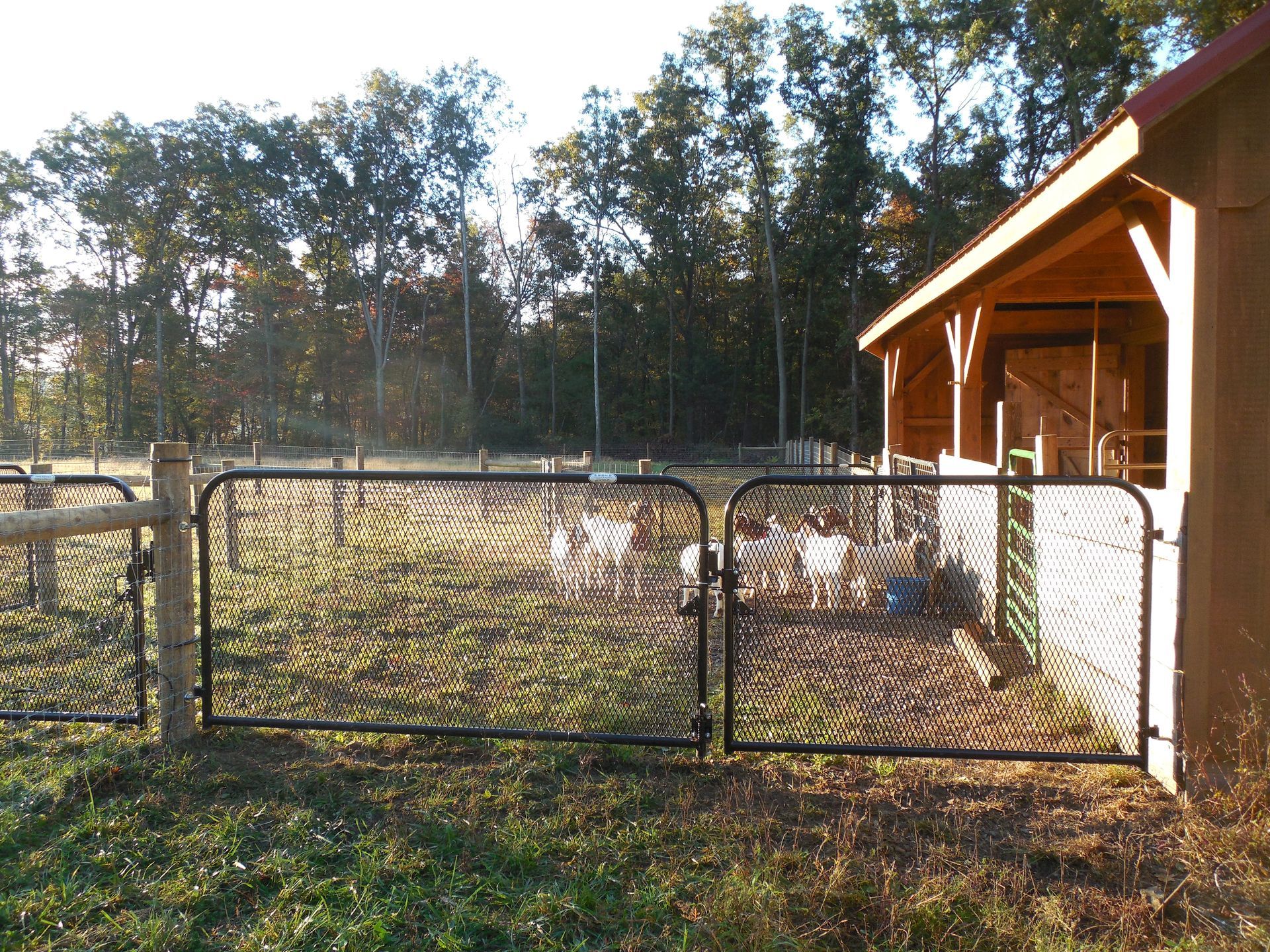 A fenced in area with a shed in the background
