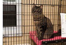 Cat cage