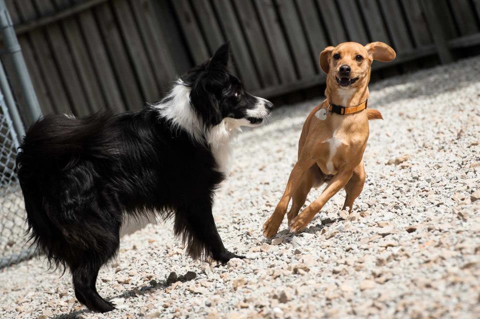 Doggy Daycare