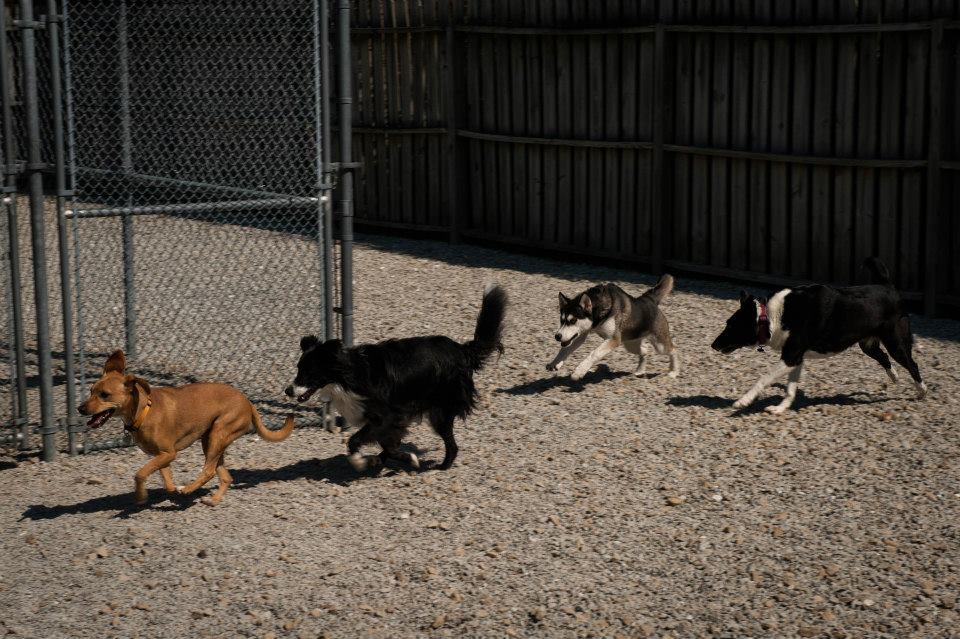 Doggy Daycare
