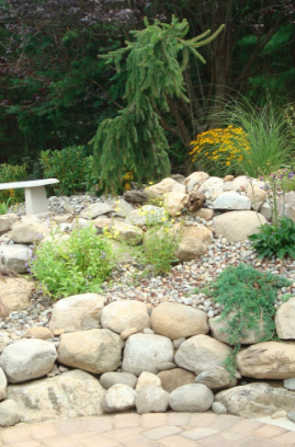 Rock garden with various green plants and yellow flowers, with a white bench in the background.