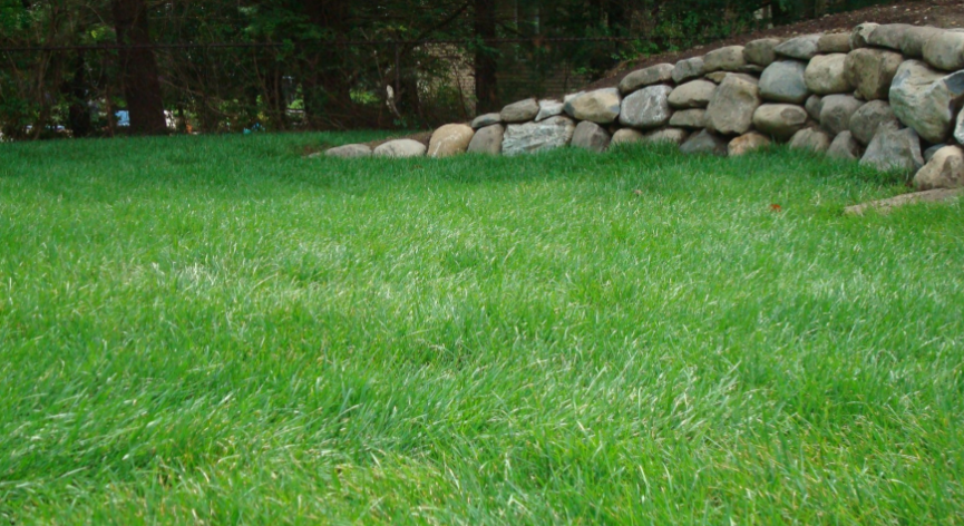 Green lawn with a stone retaining wall in the background.