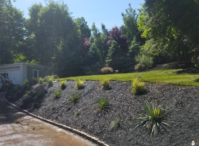 A landscaped garden with a black mulch bed, young plants, and mature trees under a blue sky.