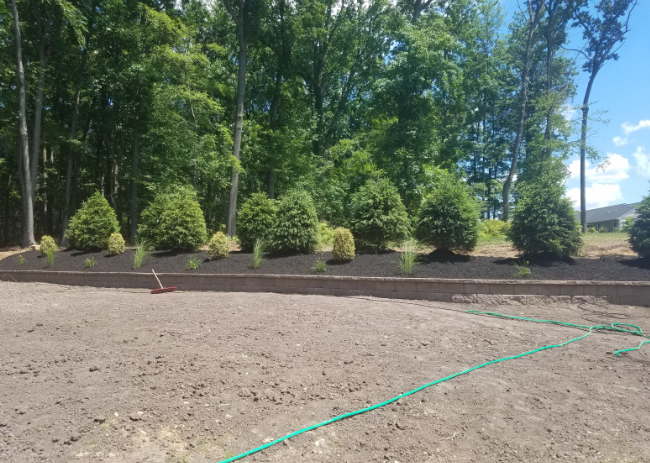 A newly landscaped area with trees and bushes, with a brown soil foreground and green hose.