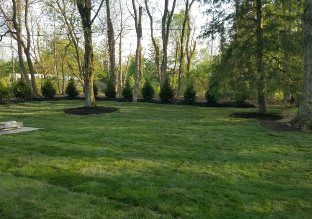 Green lawn with trees and shrubs in a backyard. Mulch around tree trunks.