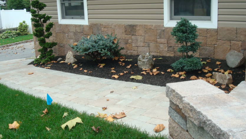 Landscape with stone wall, walkway, and plants. Blue and green shrubs, black mulch, fallen leaves.