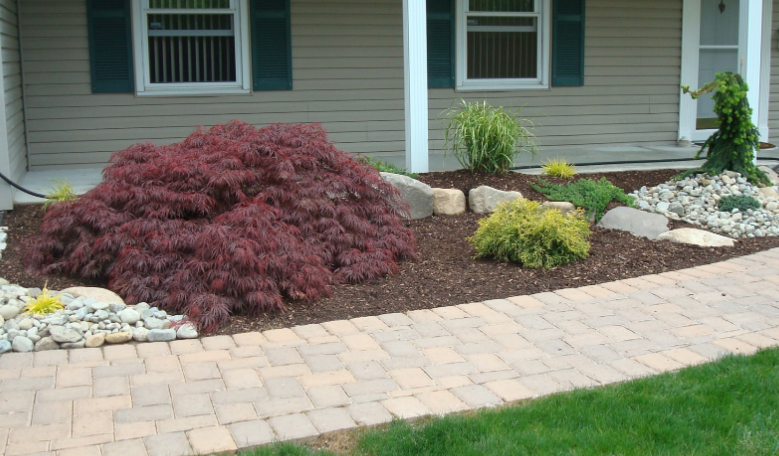Landscaped front yard with a brick walkway and red Japanese maple tree.