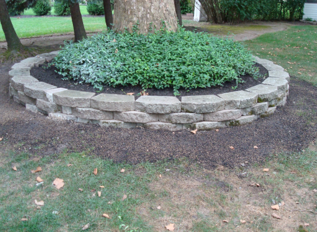 Stone-walled circular garden bed around a tree, filled with green foliage, surrounded by mulch and grass.