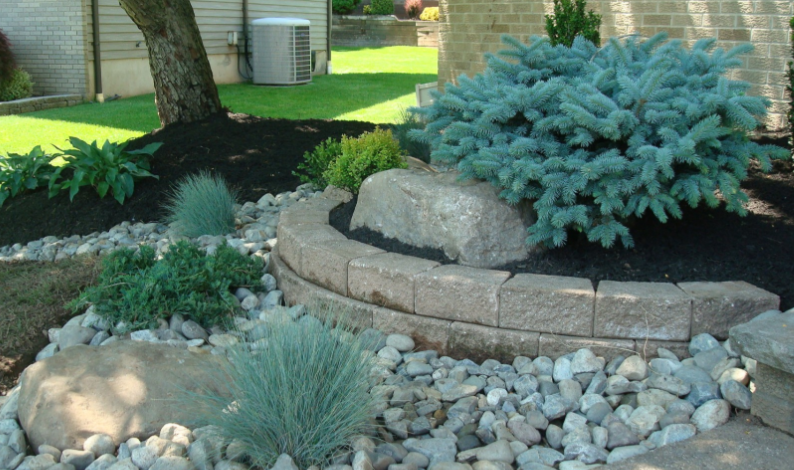 Landscaped garden bed with blue spruce, rocks, and retaining wall.