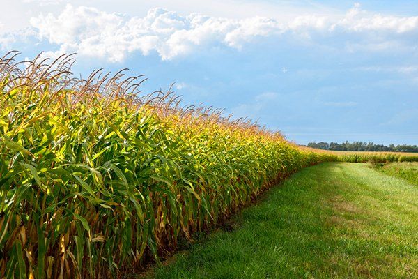 Crop insurance