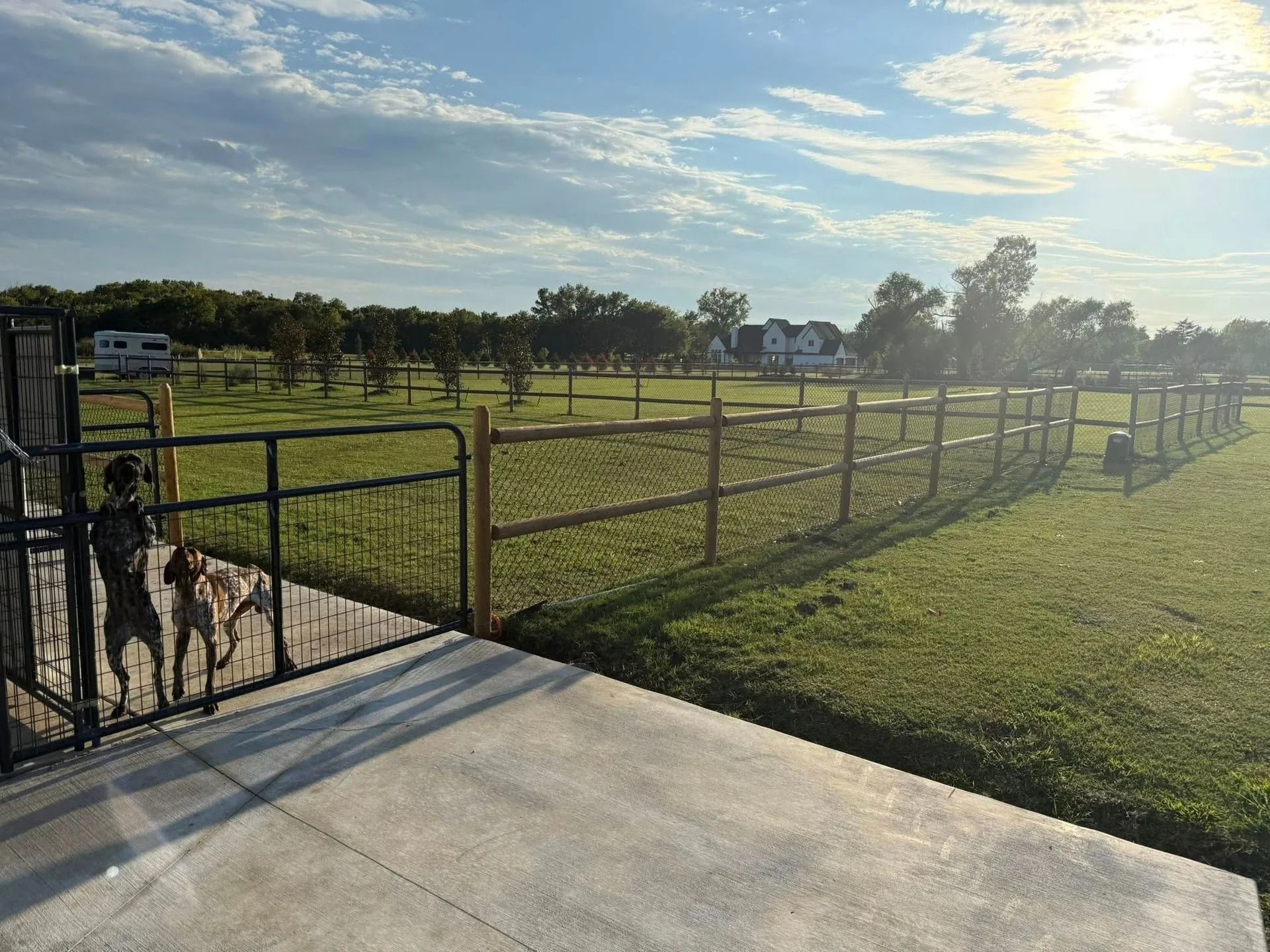 Fence and gate in a grassy field on a sunny day. A concrete patio in the foreground with a glimpse of dogs.