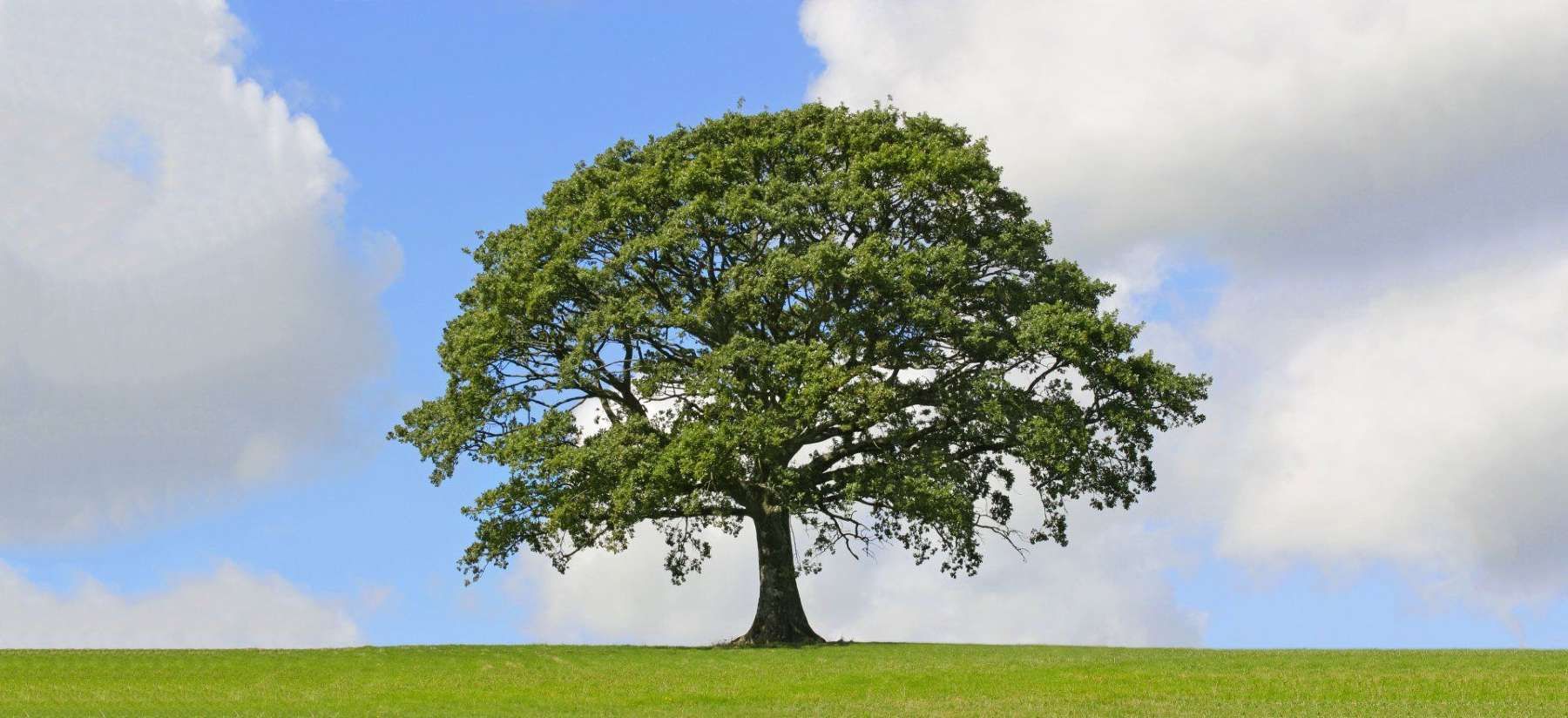 A tree is standing in the middle of a grassy field.
