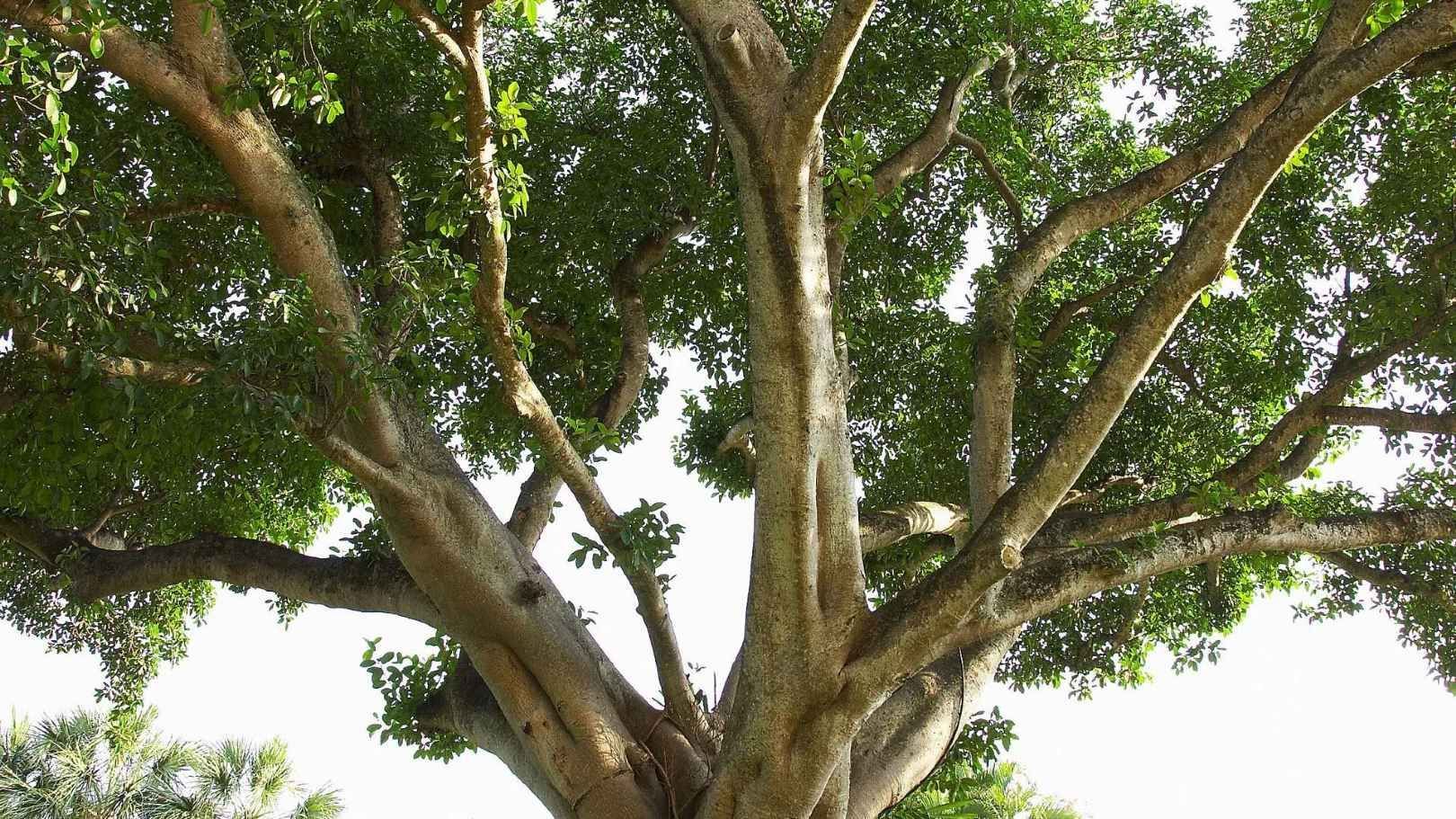 A tree with lots of branches and leaves against a white sky