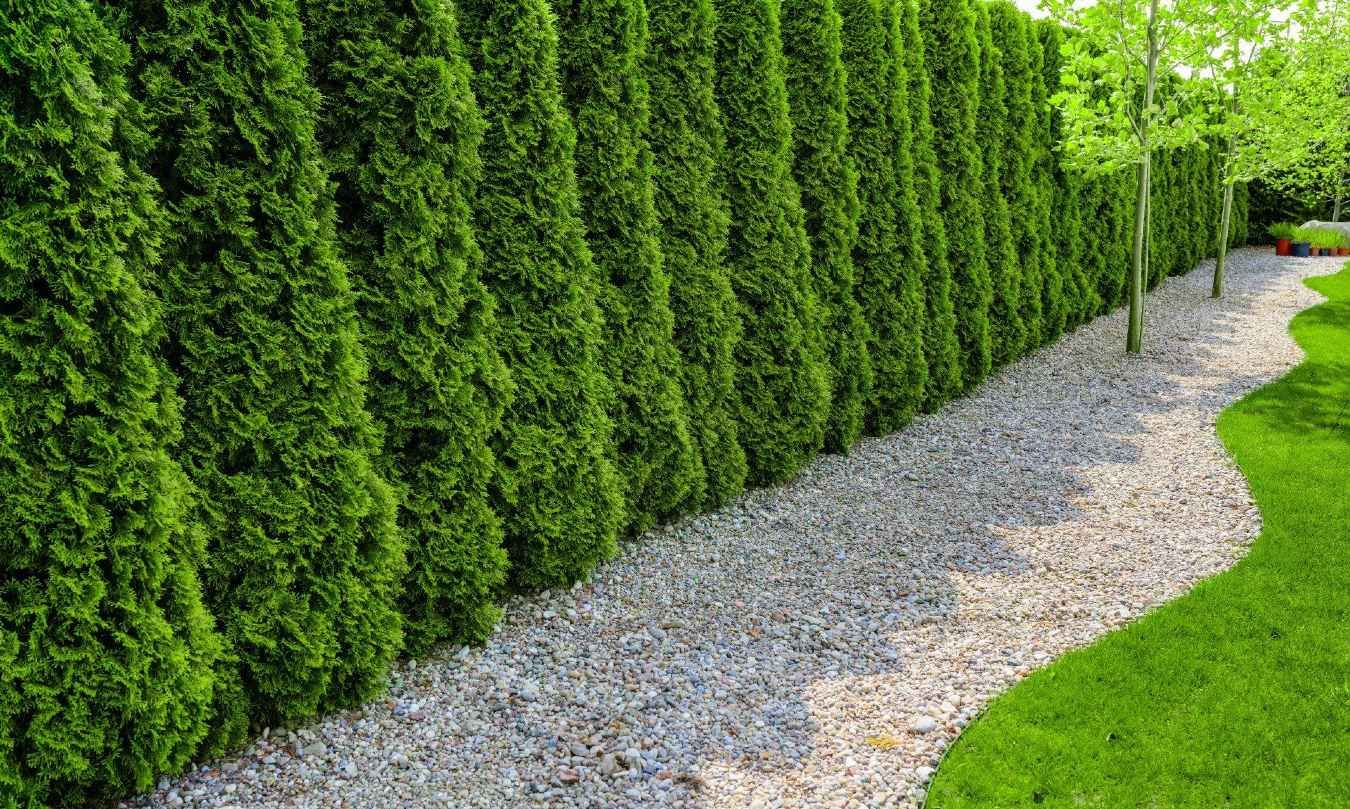 A row of green trees along a gravel path in a garden.