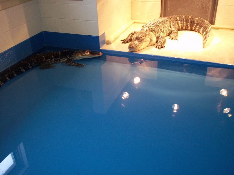 Two alligators are laying in a pool of blue water