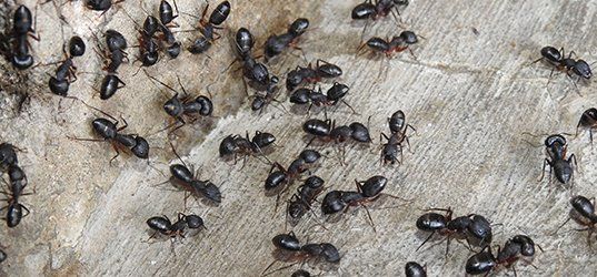 Residential Pest Control Insects Boyne City Mi